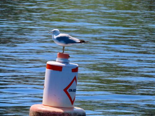 2020 Finger Lakes Open Water Swim Festival